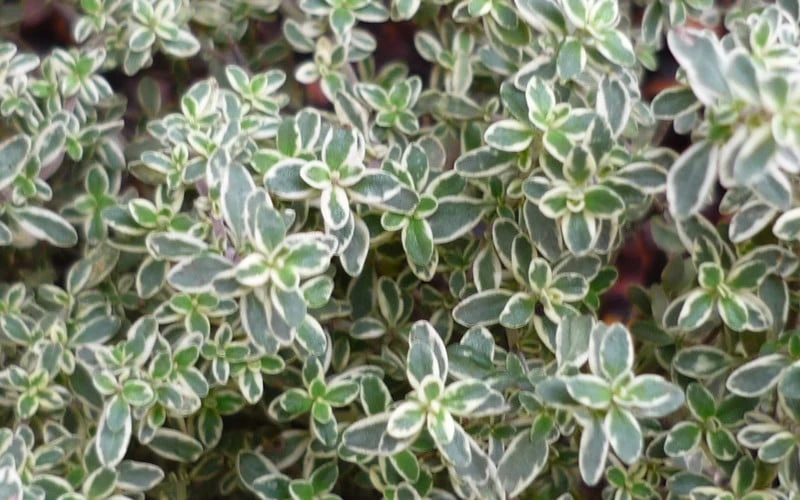 Silver Lemon Thyme - Thymus - 3 Pack Of Quart Pots - Image 5