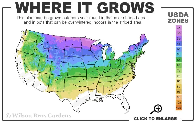 Fire Chief Arborvitae - 2.5 Gallon Pot - Image 3