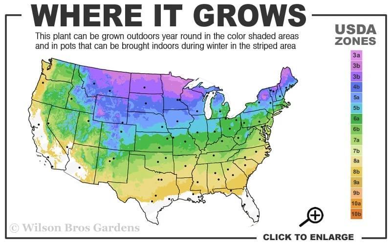 Firefly Amethyst Yarrow (Achillea) - 1 Gallon Pot - Image 3