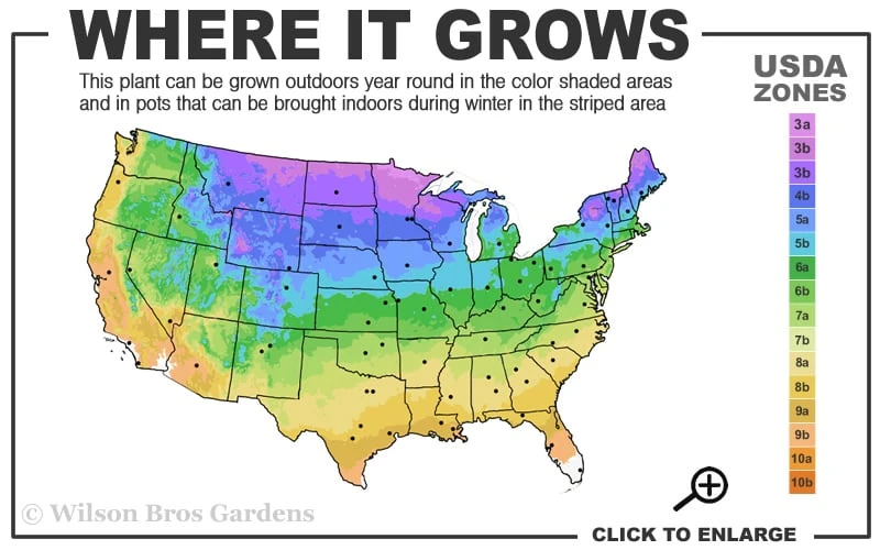 The Blues Little Bluestem Grass (Schizachyrium Scoparium) - 1 Gallon Pot - Image 3