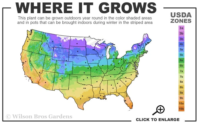 The Best Spearmint (Mentha Spicata 'Mint The Best)) - 6 Pack Of Pint Pots - Image 3