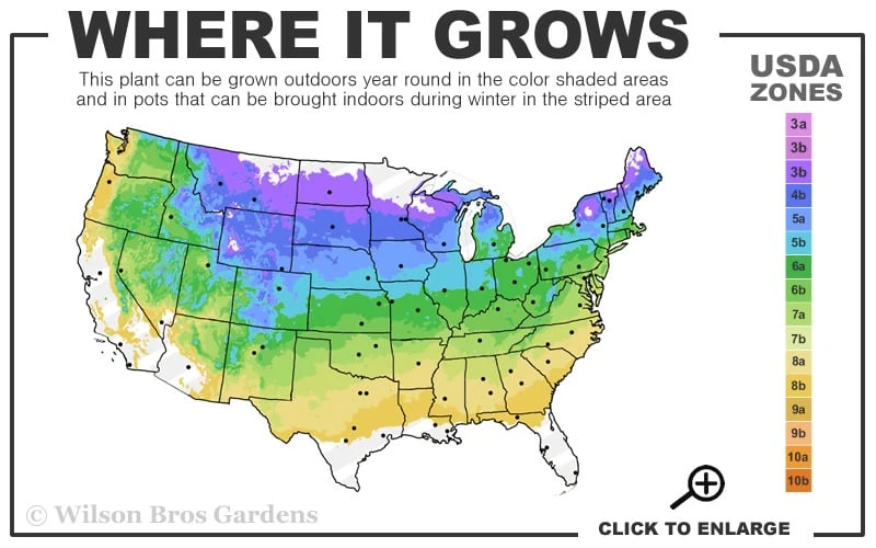 Brown Eyed Susan Daisy (Rudbeckia Triloba) - 1 Gallon Pot - Image 3