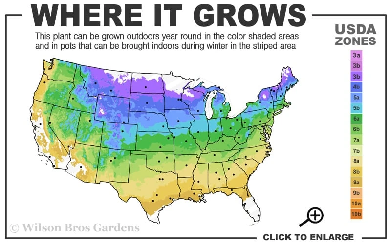 Miranda Climbing Hydrangea - 5 Gallon Pot - Image 3