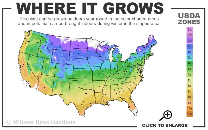 Squaw Switch Grass (Panicum Virgatum) - 8 Pack Of 1 Gallon Pots - Image 3