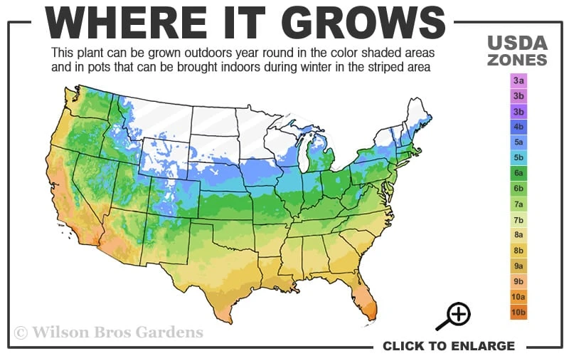 Sapphire Skies Big Bend Yucca Rostrata - 1 Gallon Pot - Image 3