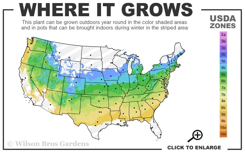 Raywood Weeping Arizona Cypress - 6 Gallon Pot - Image 3