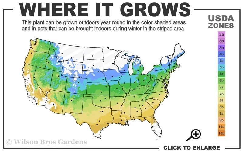 Crescent Moon Japanese Maple (Acer Palmatum 'Mikazuki') - 1 Gallon Pot - Image 3