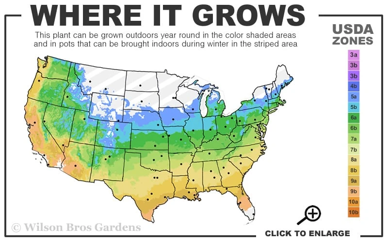 Belinda's Dream Shrub Rose - 3 Gallon Pot - Image 3