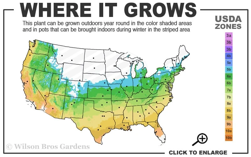 Bug Bat Pitcher Plant (Sarracenia) - 2.5 Quart Pot - Image 3