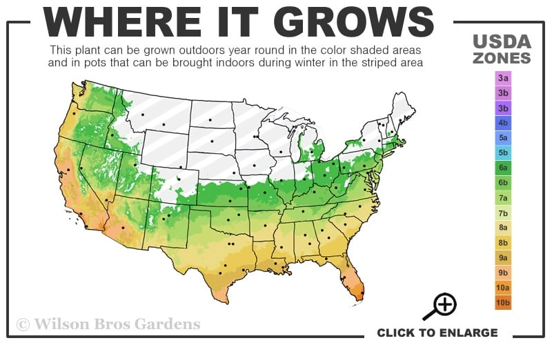 Salavatski Cold Hardy Russian Pomegranate - 1 Gallon Pot - Image 3