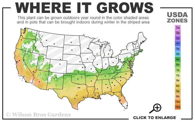 Autumn Twist Encore Azalea - 3 Gallon Pot - Image 3