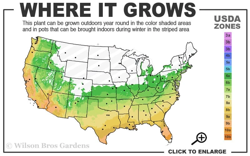 Ingelise English Ivy (Hedera) - 5 Pack Of Pint Pots - Image 3