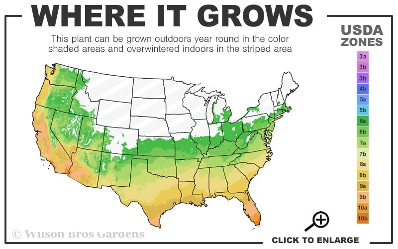 Pink Muhly Grass (Cotton Candy Grass) - 1 Gallon Pot (On Sale) - Image 3