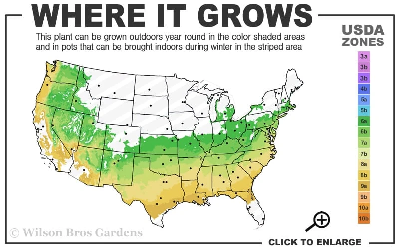 Titan Blueberry - 1 Gallon Pot - Image 3
