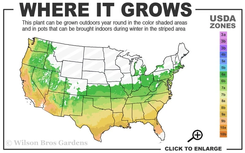 Midnight Magic Crape Myrtle (Multi Trunk) - 7 Gallon Pot - Image 3