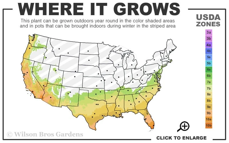 Goldcrest Monterey Lemon Cypress - 3-Ball Poodle Tier Topiary - 5 Gallon Pot - Image 3