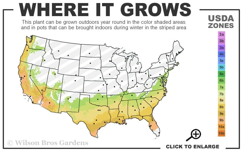 Otto Quast Spanish Lavender - 1 Gallon Pot - Image 3