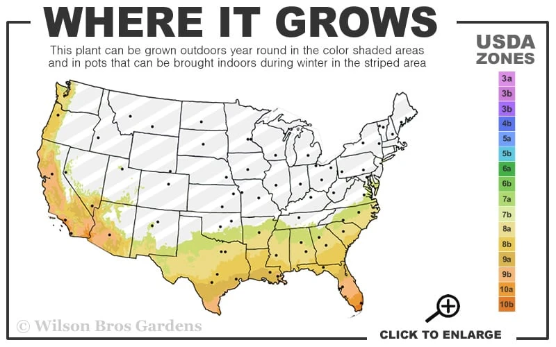Katrinus Deluxe Lomandra - 1 Gallon Pot - Image 3
