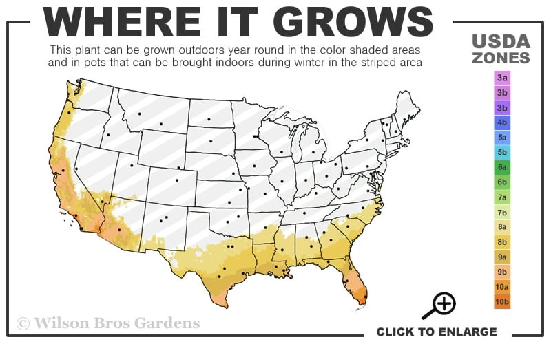 Coppertop Sweet Viburnum - (Single Trunk Topiary Tree) - 5 Gallon Pot - Image 3