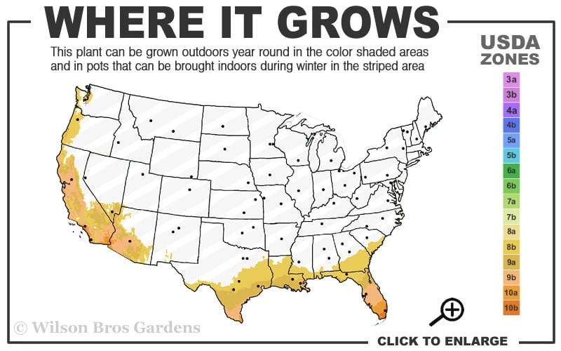 Twist Of Pink Oleander - 2 Gallon Pot - Image 3