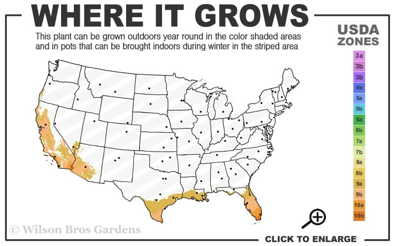 Little Lucky Red Lantana - 6 Inch Pot - Image 2