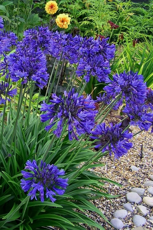 Ever Midnight Agapanthus (Lily Of The Nile) - 1 Gallon Pot - Image 4