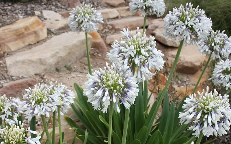 Queen Mum Agapanthus - 1 Gallon Pot - Image 5