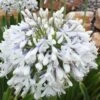 Queen Mum Agapanthus - 2 Gallon Pot