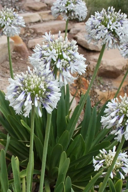 Queen Mum Agapanthus - 1 Gallon Pot - Image 4