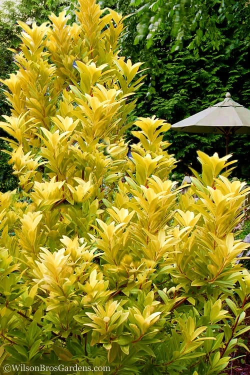 Florida Sunshine Anise - 6 Pack Of 1 Gallon Pots