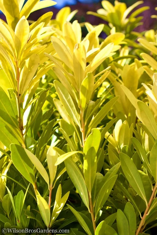 Florida Sunshine Anise - 6 Pack Of 1 Gallon Pots - Image 5