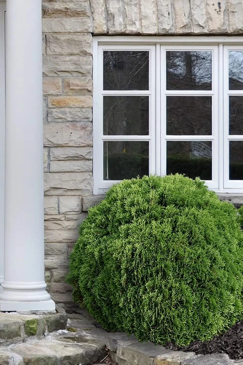 Planet Earth Arborvitae - 3 Gallon Pot - Image 5