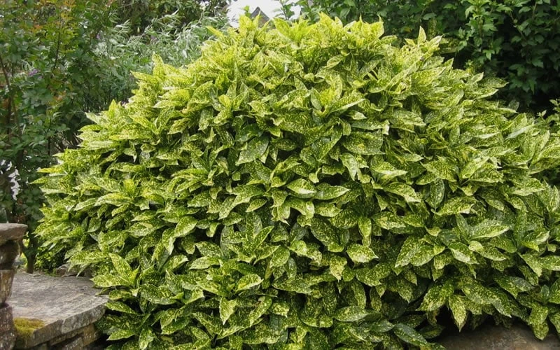 Gold Dust Aucuba - Japanese Laurel - 3 Gallon Pot - Image 4