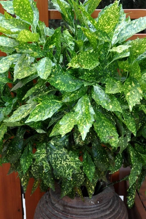 Gold Dust Aucuba - Japanese Laurel - 3 Gallon Pot - Image 5