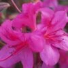 Autumn Amethyst Encore Azalea - 1 Gallon Pot
