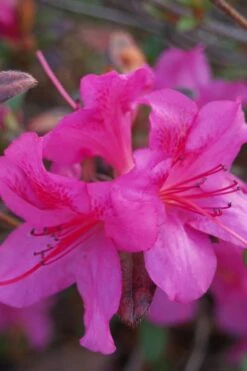 Autumn Amethyst Encore Azalea - 1 Gallon Pot