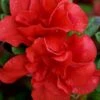 Autumn Embers Encore Azalea - 3 Gallon Pot