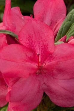Autumn Jewel Encore Azalea - 6 Pack Of 1 Gallon Pots