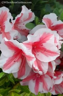 Autumn Starburst Encore Azalea - 3 Gallon Pot