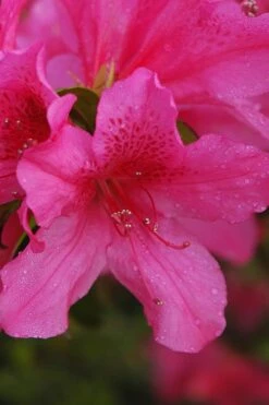 Pride Of Mobile Azalea - 6 Pack Of 1 Gallon Pots