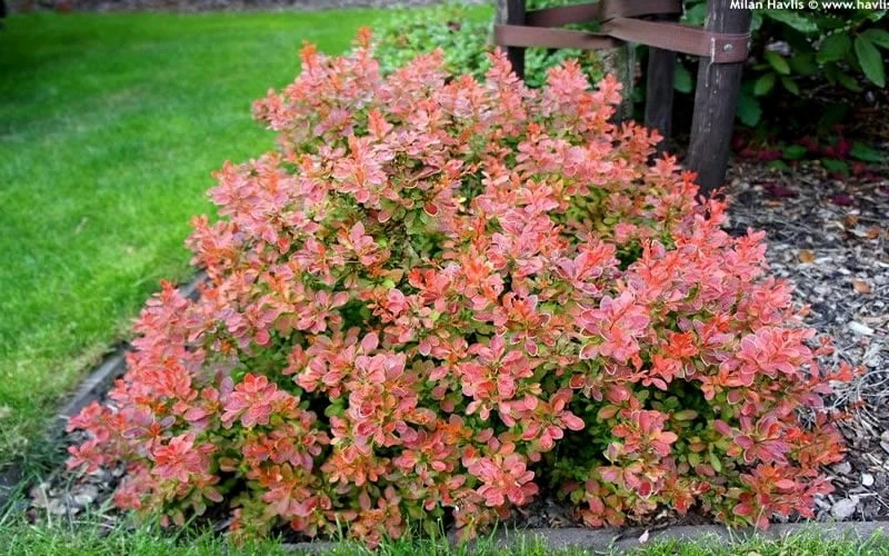 Admiration Barberry - 1 Gallon Pot - Image 5