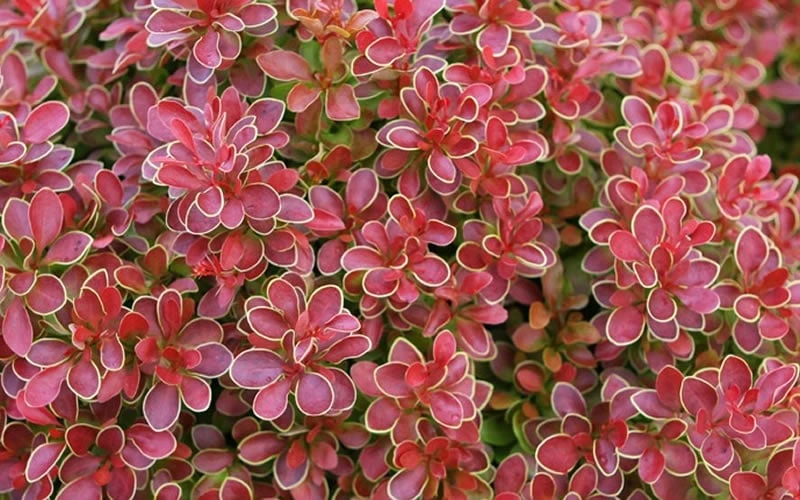 Admiration Barberry - 1 Gallon Pot - Image 7