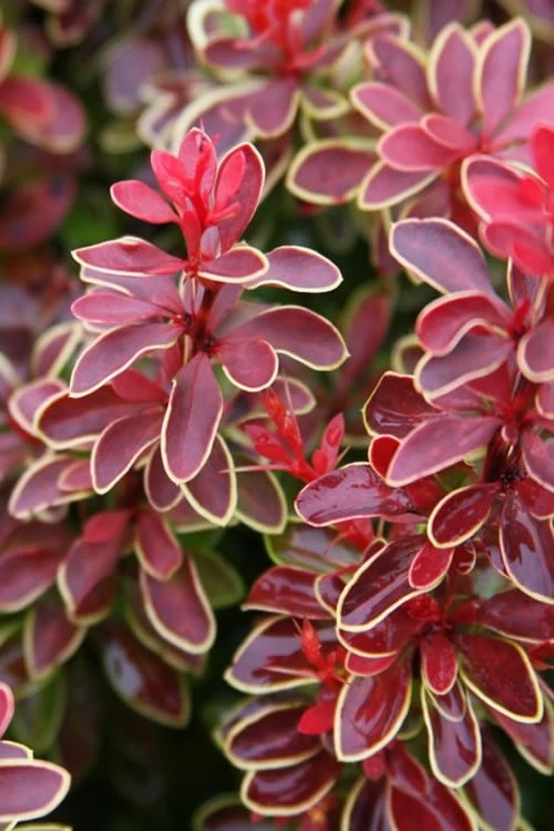 Admiration Barberry - 3 Gallon Pot - Image 6