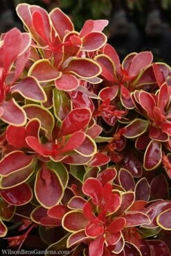 Admiration Barberry - 1 Gallon Pot