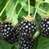 Triple Crown Thornless Blackberry Plant - 3 Gallon Pot