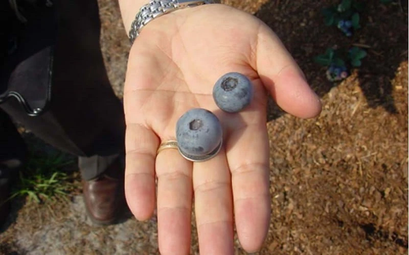 Titan Blueberry - 7 Gallon Pot - Image 5