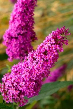 Royal Red Butterfly Bush - Buddleia - 3 Gallon Pot