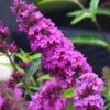 Buddleia Flutterby Petite Tutti Fruitti Dwarf Butterfly Bush - 1 Gallon Pot