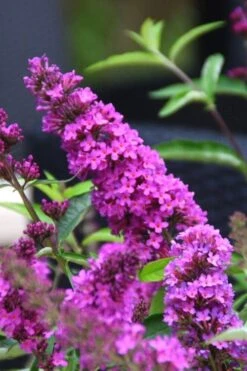Buddleia Flutterby Petite Tutti Fruitti Dwarf Butterfly Bush - 1 Gallon Pot