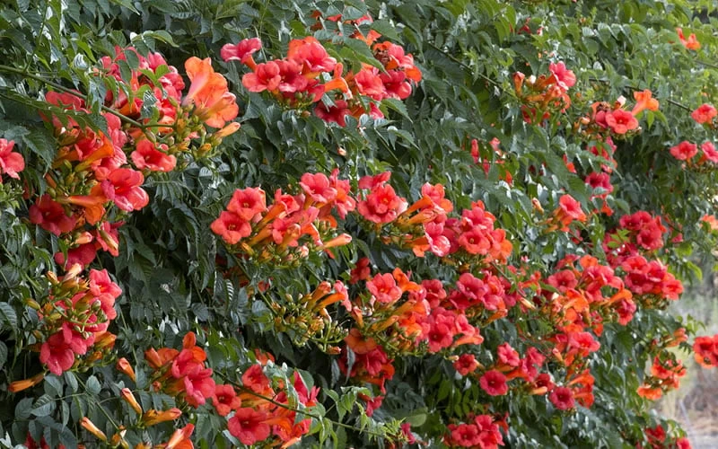 Madame Galen Trumpet Vine (Campsis) - 1 Gallon Pot - Image 4